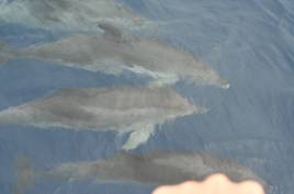 Dolfijnen naast de boot.JPG